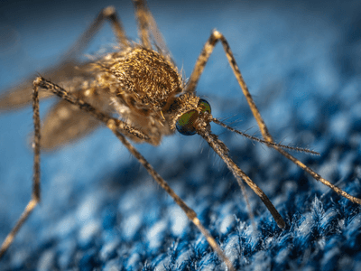 About Valdosta Pest Exterminator Experts - pest control services experts in Valdosta